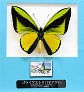 世界の切手と蝶のコレクション